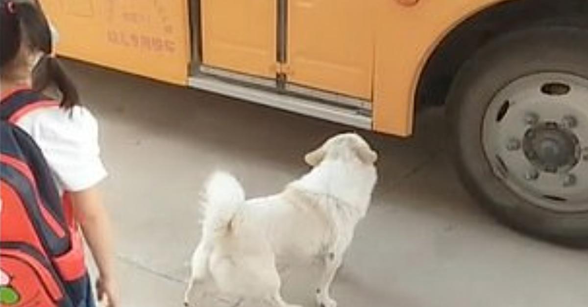 Hund bringt jeden Tag Kind zum Schulbus - und holt es wieder ab