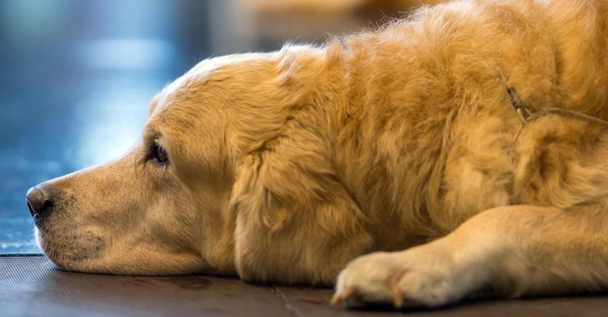 Nach Streicheln bekommt Hündin Blondie plötzlich Krampfanfall und stirbt - Frauchen appelliert an Tierbesitzer