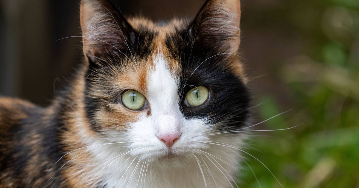 New gastronomic offer: Where Trier's first cat café will soon open
