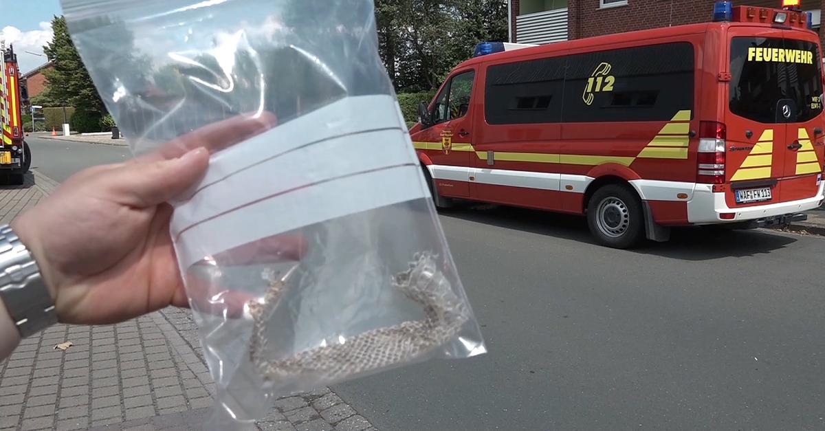 Python-Haut in Küche entdeckt - Häuser in NRW werden versiegelt