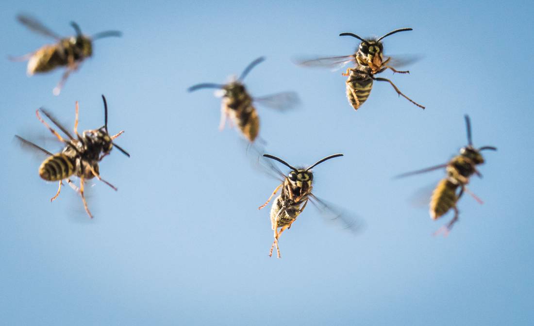 Wer ohne Grund Wespen in Deutschland tötet, zahlt bis zu 65 ...